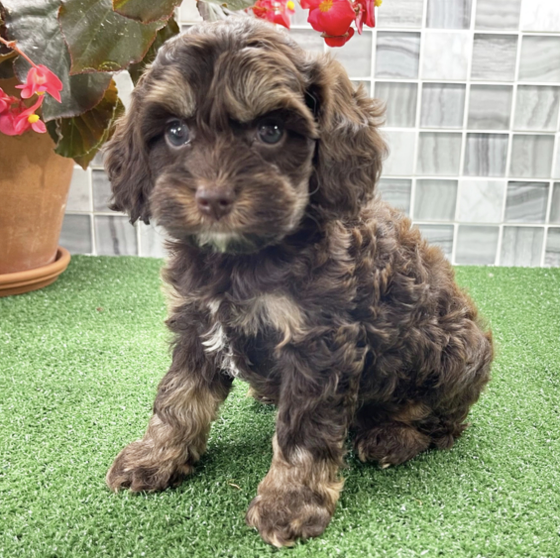 comprar cachorros sanos, baratos y asequibles para la venta